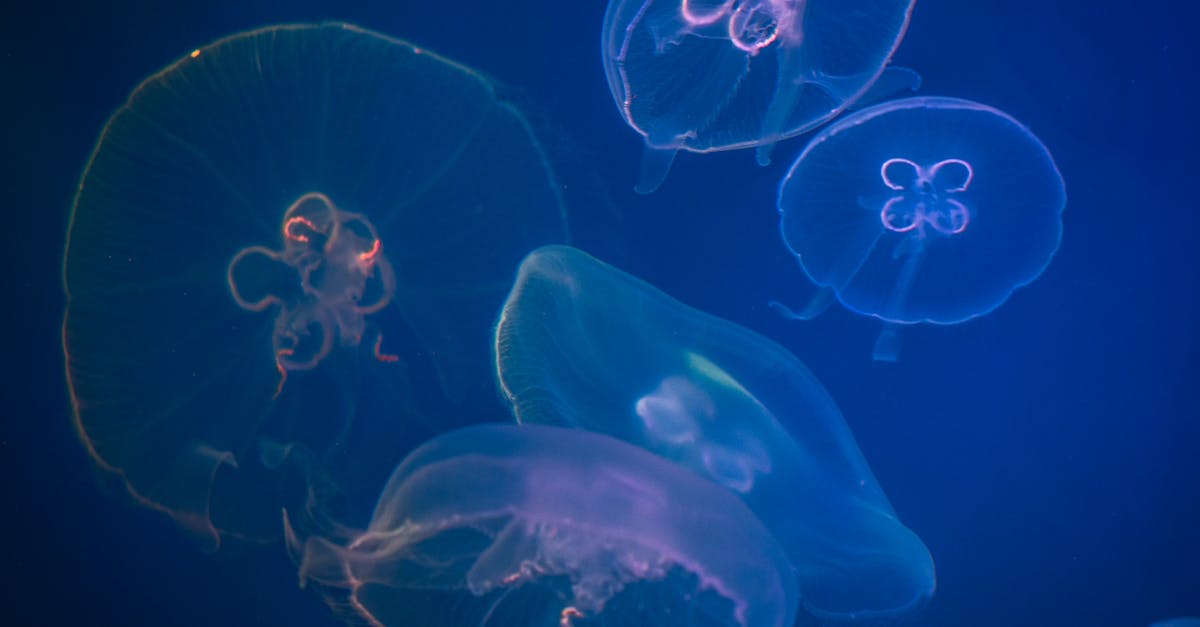 découvrez l'optimisation d'image, une technique essentielle pour améliorer la vitesse de chargement de votre site web et offrir une meilleure expérience utilisateur. apprenez à compresser vos images sans perte de qualité et à choisir les bons formats pour un référencement efficace.
